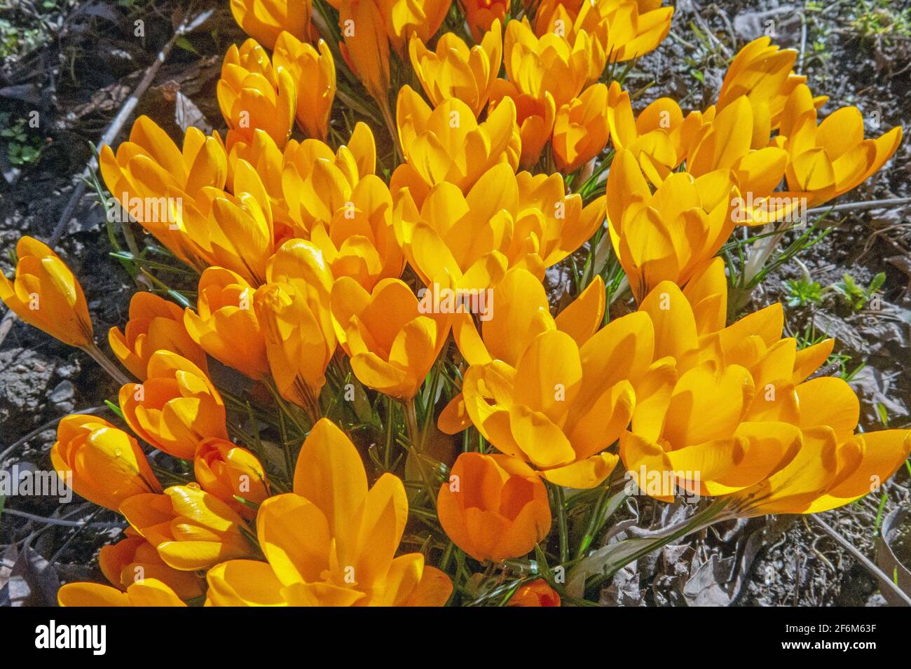 Gruppo di crocus vernus giallo Foto Stock