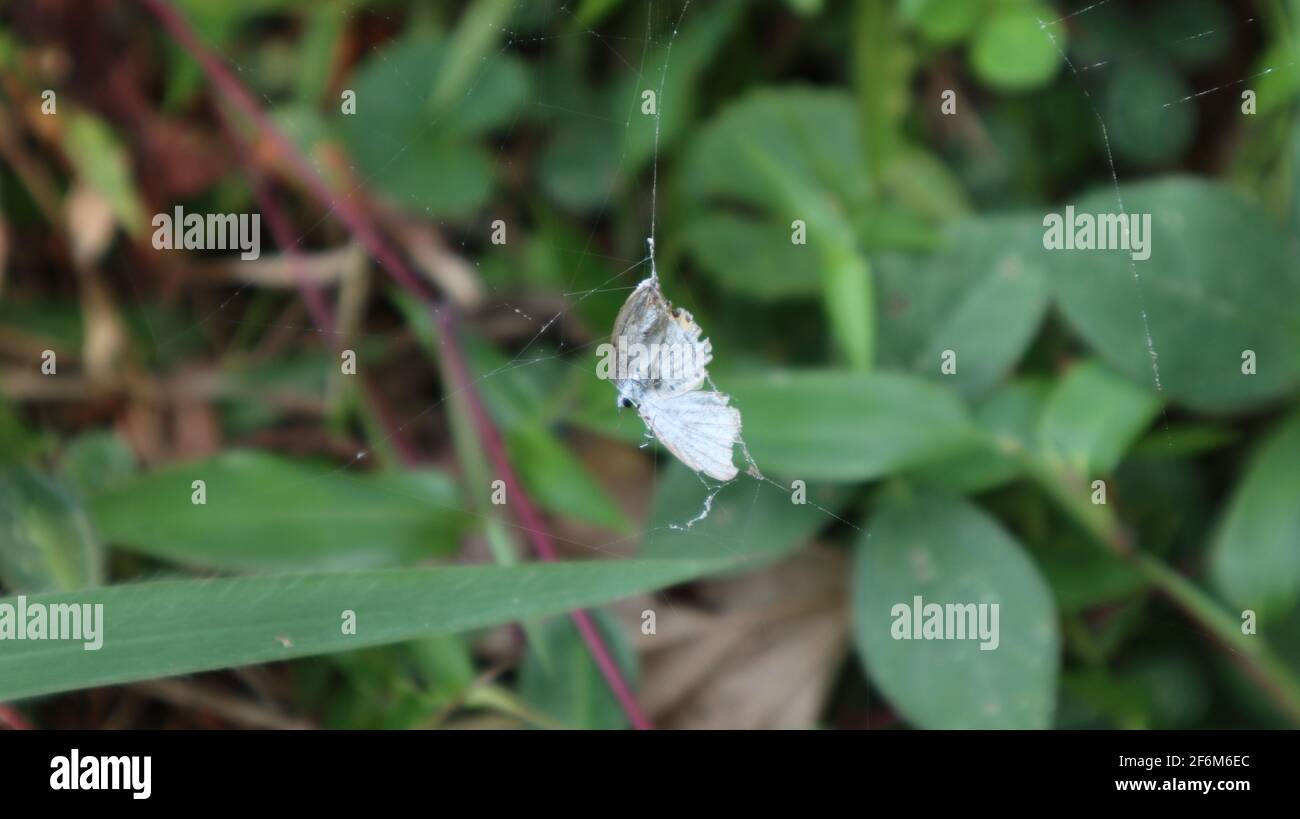 Primo piano di un ragnatela rotto e bianco morto farfalla aggrovigliata nel ragnatela Foto Stock