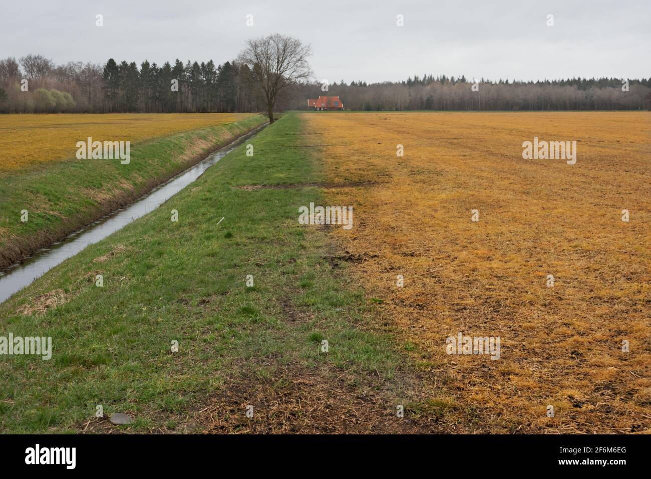 Effetto dell'erbicida spruzzato sull'erba, zona libera da spruzzi lungo il lato del fosso Foto Stock