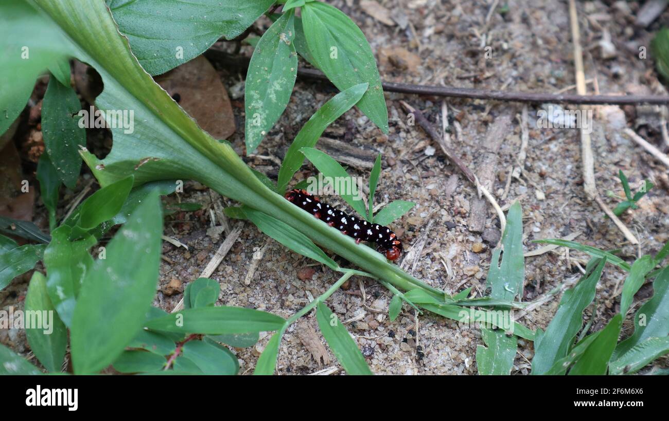 Vista laterale di un bruco nero con punti bianchi una foglia verde caduta sul terreno, sia in primo piano che sullo sfondo in primo piano Foto Stock
