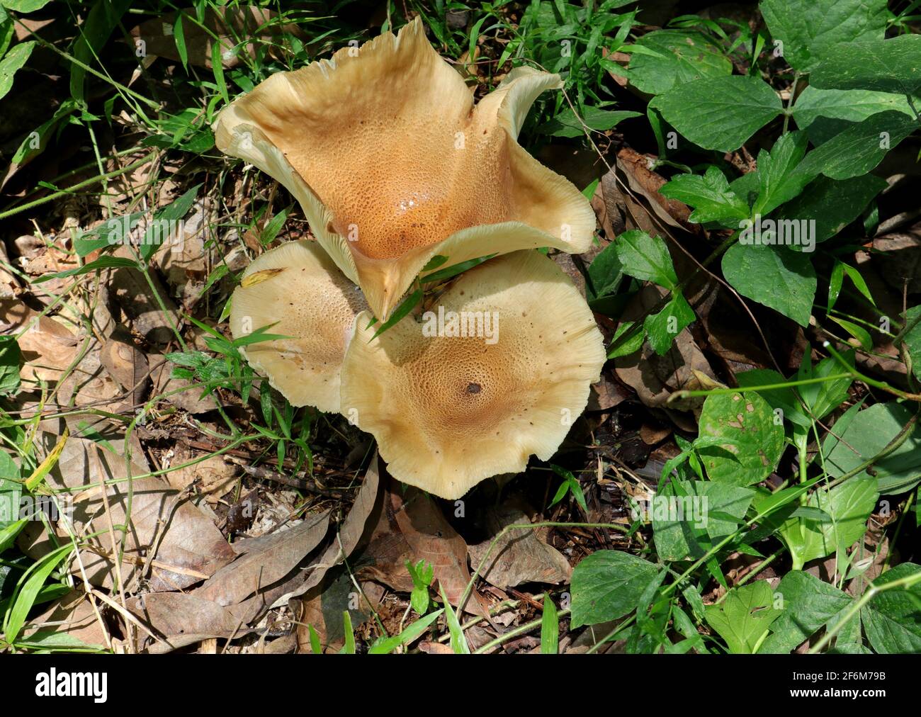 Primo piano di grandi funghi marroni con foglie d'erba su la terra Foto Stock