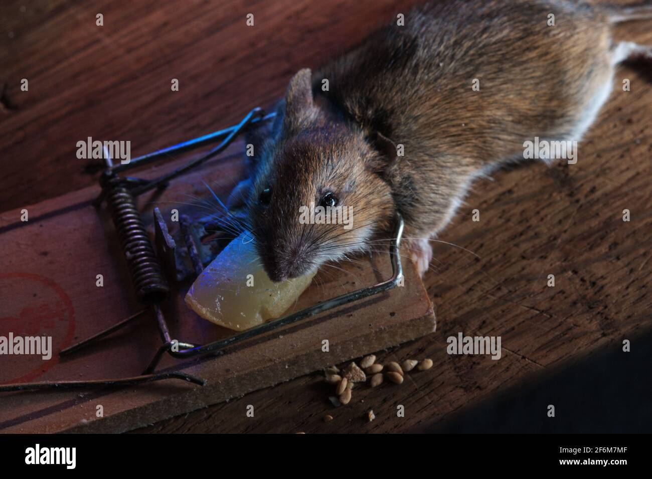 Maus in der Mausefalle gefangen | mouse catturati in una trappola del mouse Foto Stock