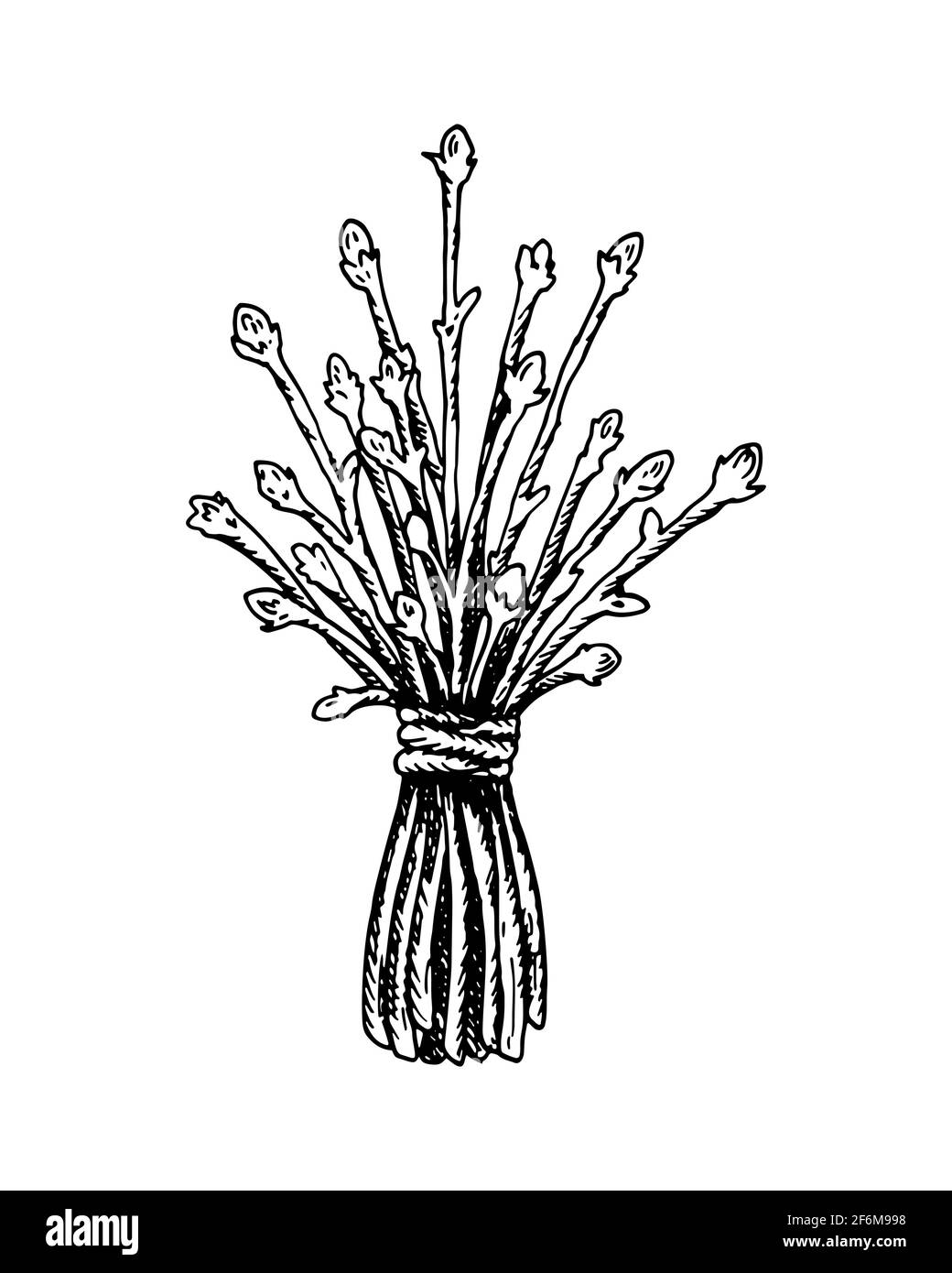 Mazzetto di piante secche, disegnato a mano, isolato su bianco. Illustrazione vettoriale nello stile di schizzo. Illustrazione Vettoriale