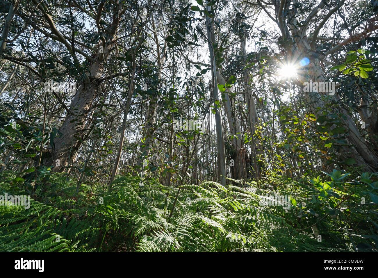 Foresta di eucalipti con felci e sole attraverso fogliame, Galizia, Spagna, Bueu, provincia di Pontevedra Foto Stock