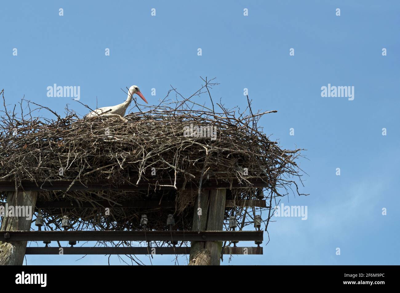 Una cicogna bianca seduta in un grande nido di rami grigi su un rustico doppio polo in legno un potere allineare le barre metalliche e gli isolatori con un Foto Stock