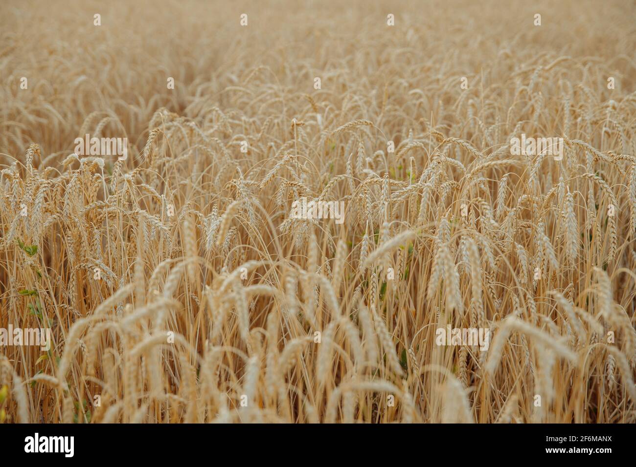 Un campo di bel grano maturo. Foto Stock