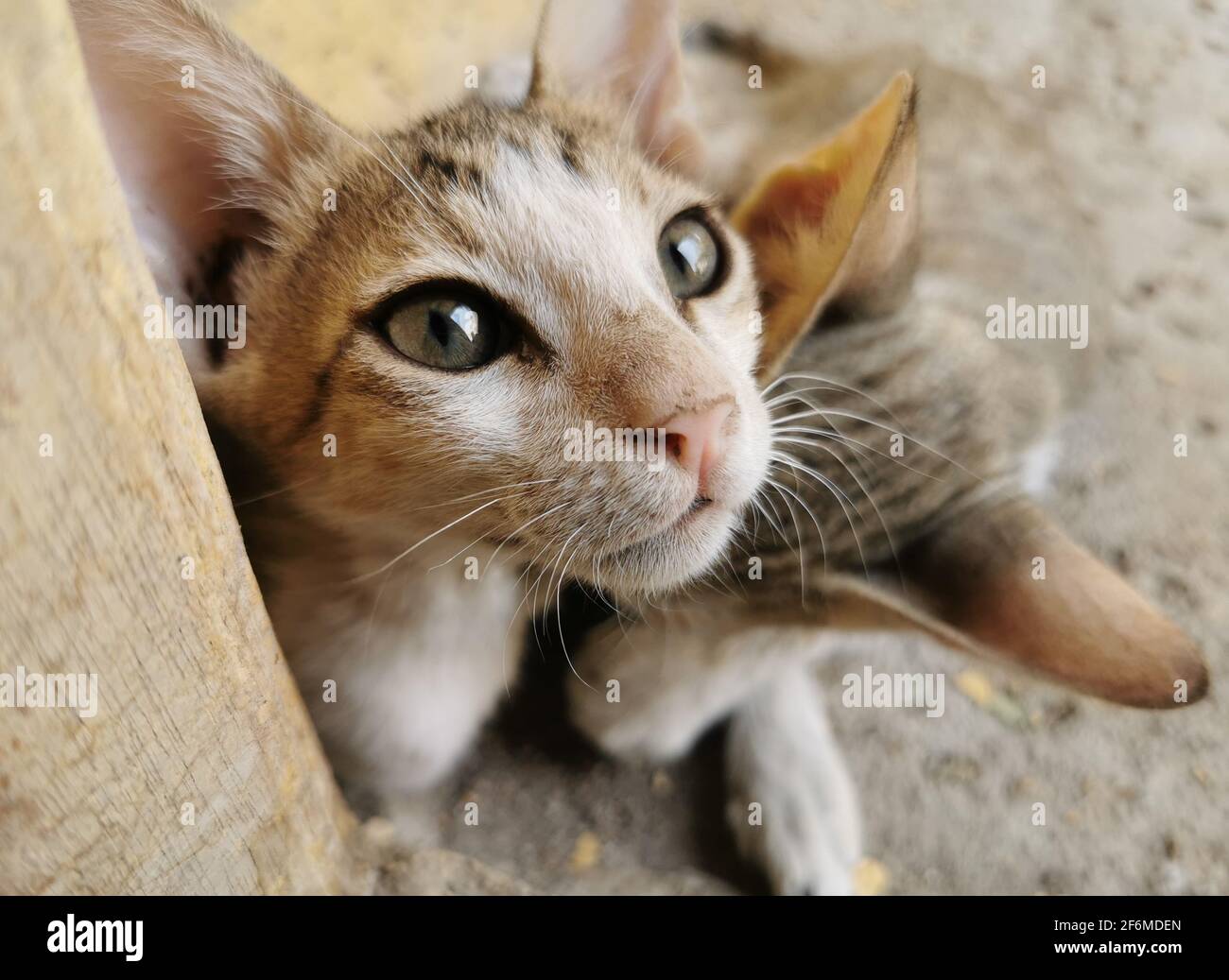 foto di gatto e gattini bellissimi Foto stock - Alamy