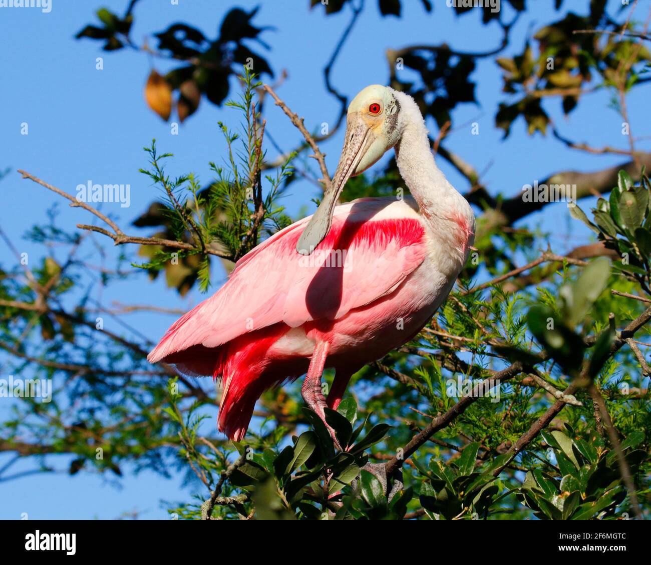 Una spatola di rosato, Platalea ajaja, arroccata su un albero. Foto Stock