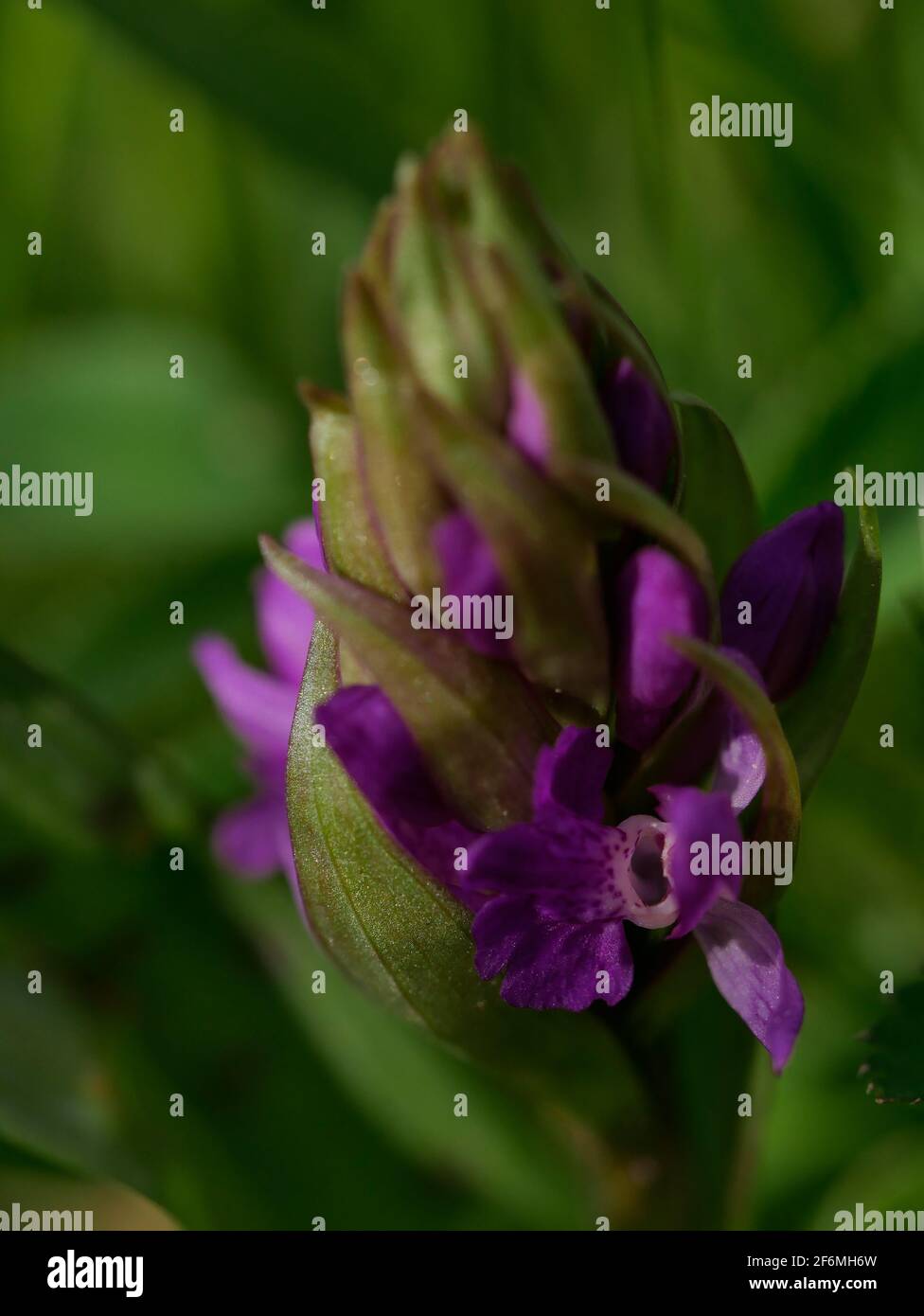Geflecktes Knabenkraut Foto Stock