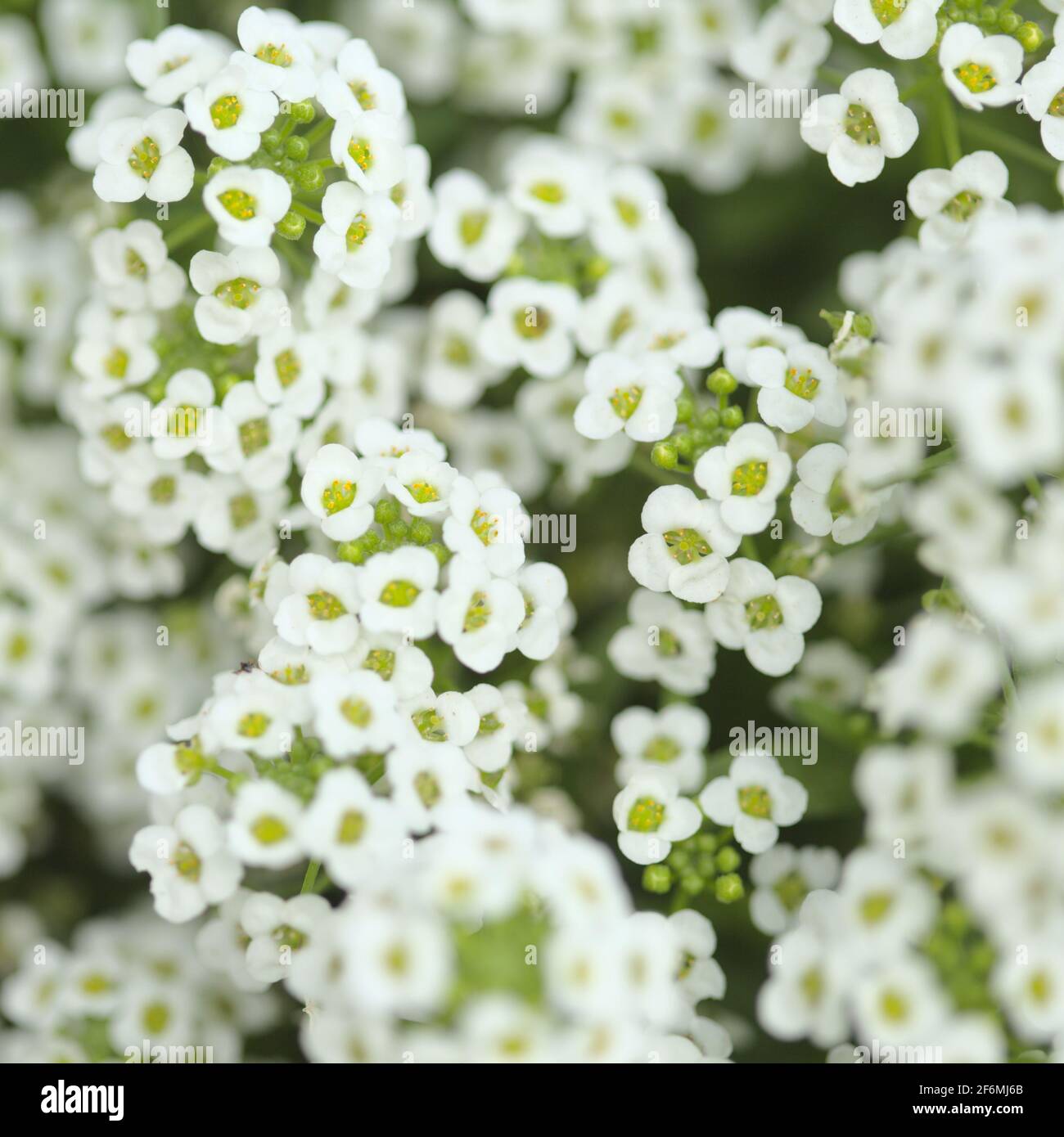 Lobularia maritima in fiore, alyssum dolce sfondo naturale macro floreale Foto Stock