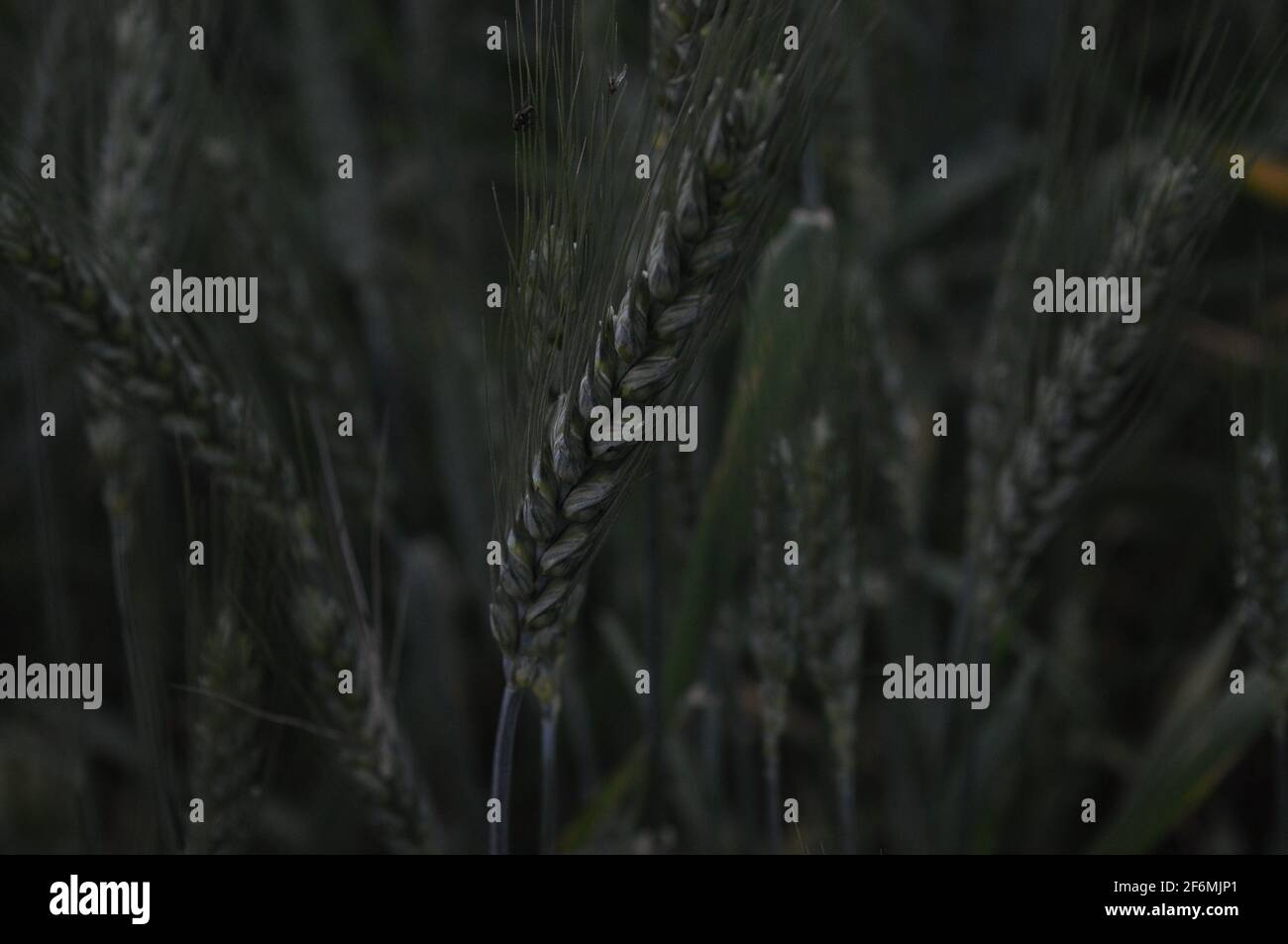 Verde grano capovolta panorama, campo di grano, campo di raccolti Foto Stock