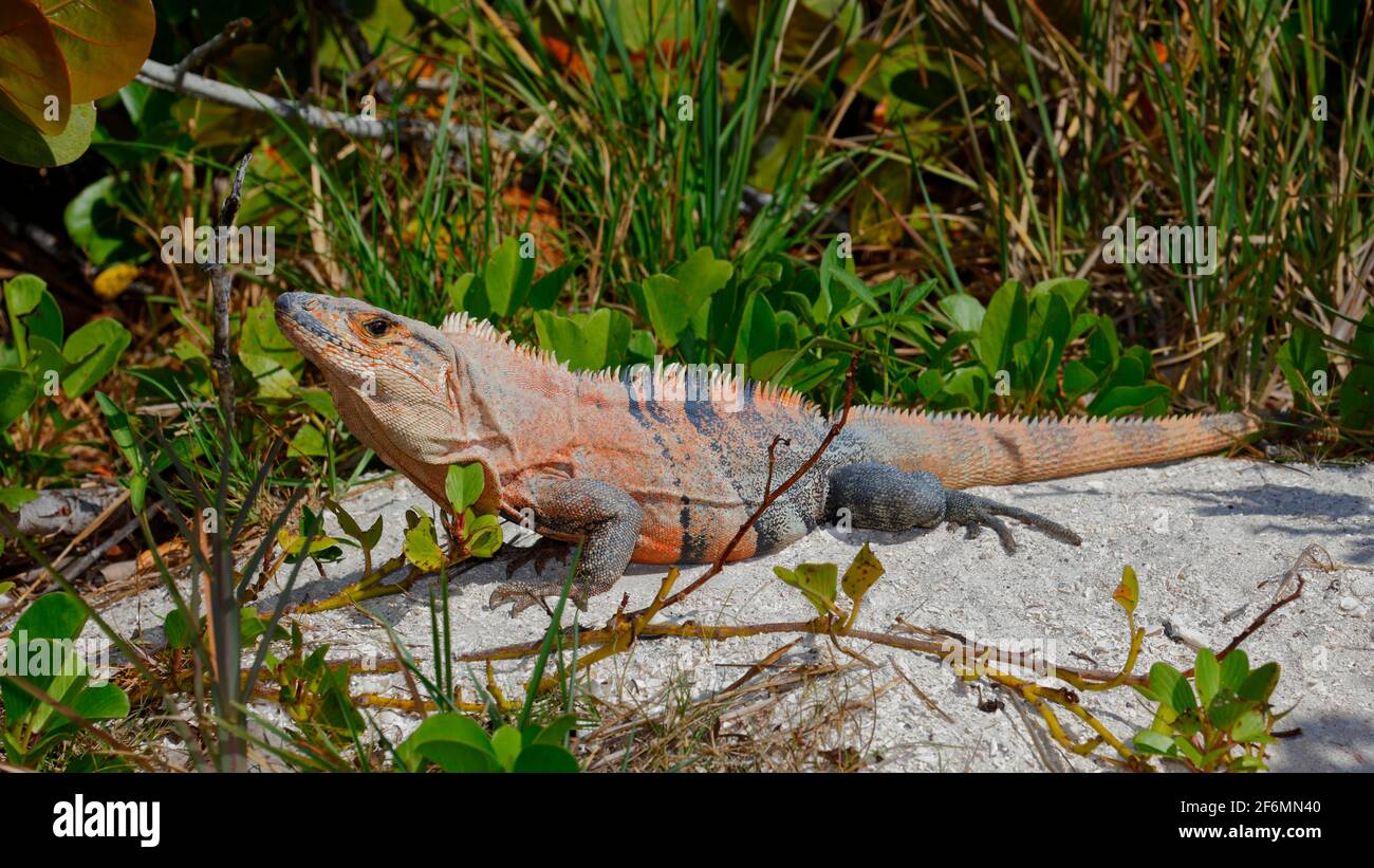 Un maschio messicano iguana dalla coda spinosa, Ctenosaura pectinata, crogiolandosi in un'isola sabbiosa. Foto Stock
