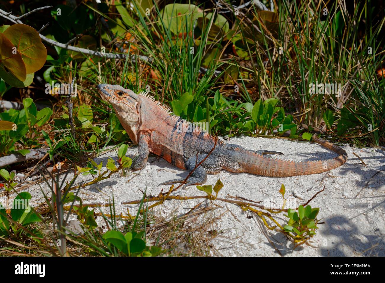 Un maschio messicano iguana dalla coda spinosa, Ctenosaura pectinata, crogiolandosi in un'isola sabbiosa. Foto Stock