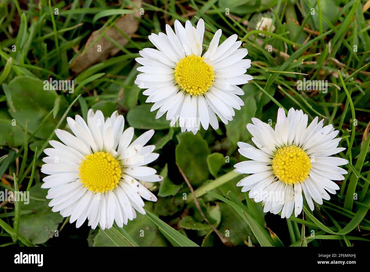 Bellis perennis Daisy comune – piccoli fiori bianchi con centro giallo, aprile, Inghilterra, Regno Unito Foto Stock