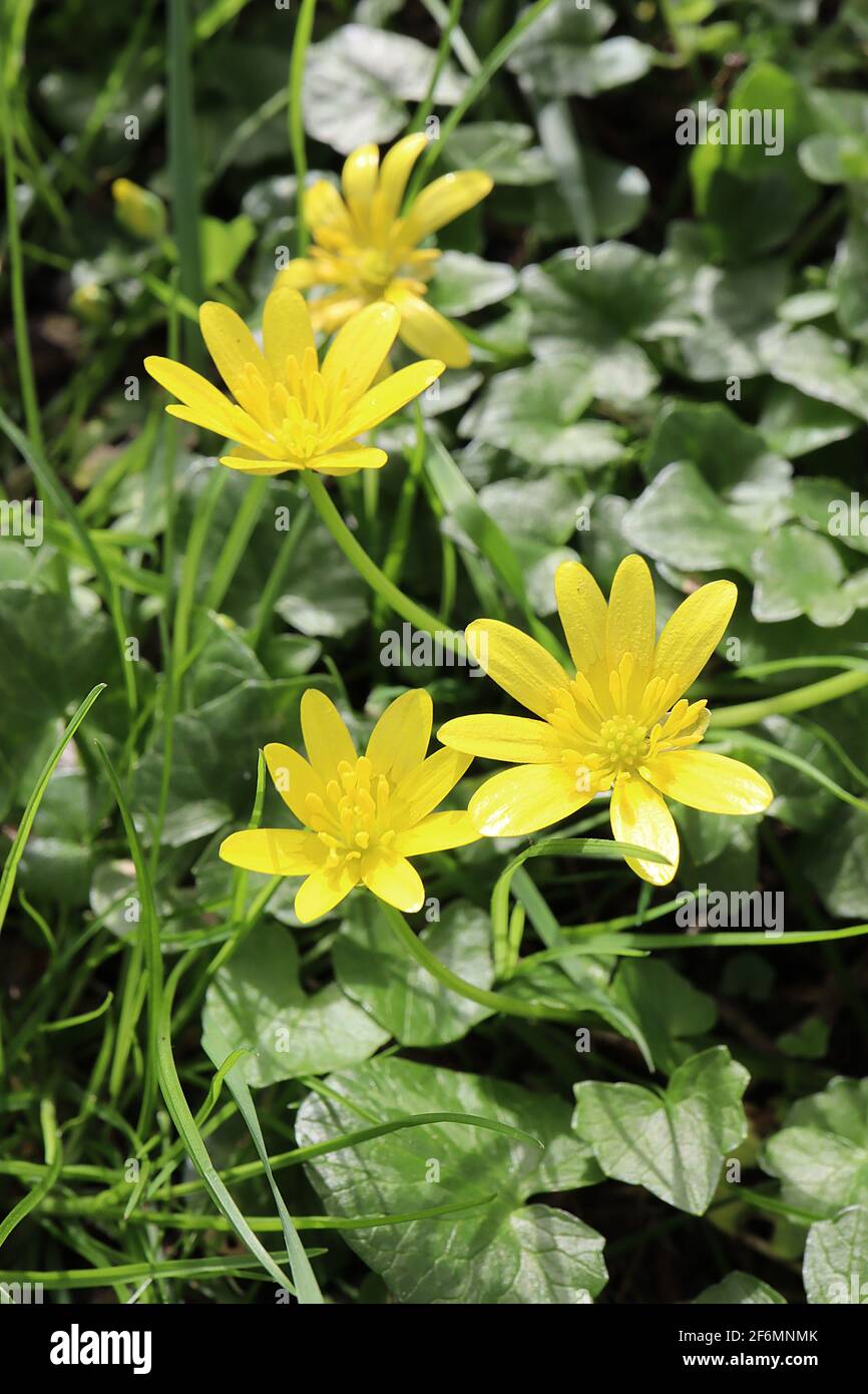 Ficaria verna Lesser celandine – fiori lucidi di colore giallo brillante e foglie a forma di cuore, aprile, Inghilterra, Regno Unito Foto Stock