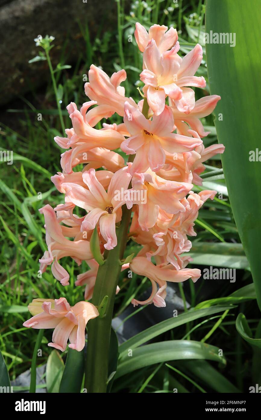 Hyacinthus orientalis ‘Regina zingara‘ Perla rosa giacinto – giacinto arancione pallido, aprile, Inghilterra, Regno Unito Foto Stock