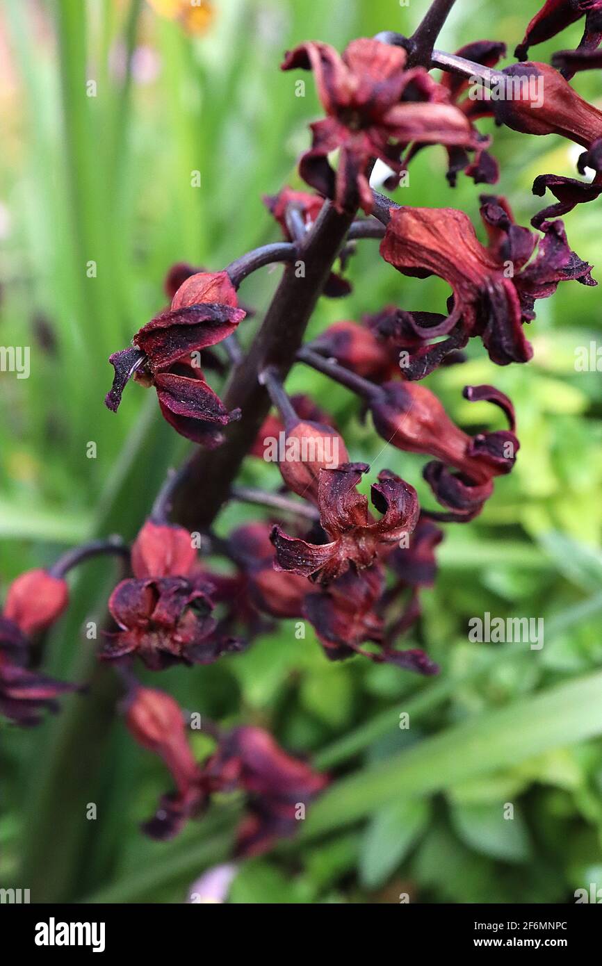 Hyacinthus ‘Dark Dimension’ Hyacinthus Dark Dimension – fiore viola nero esaurito con bordi viola profondi, aprile, Inghilterra, Regno Unito Foto Stock