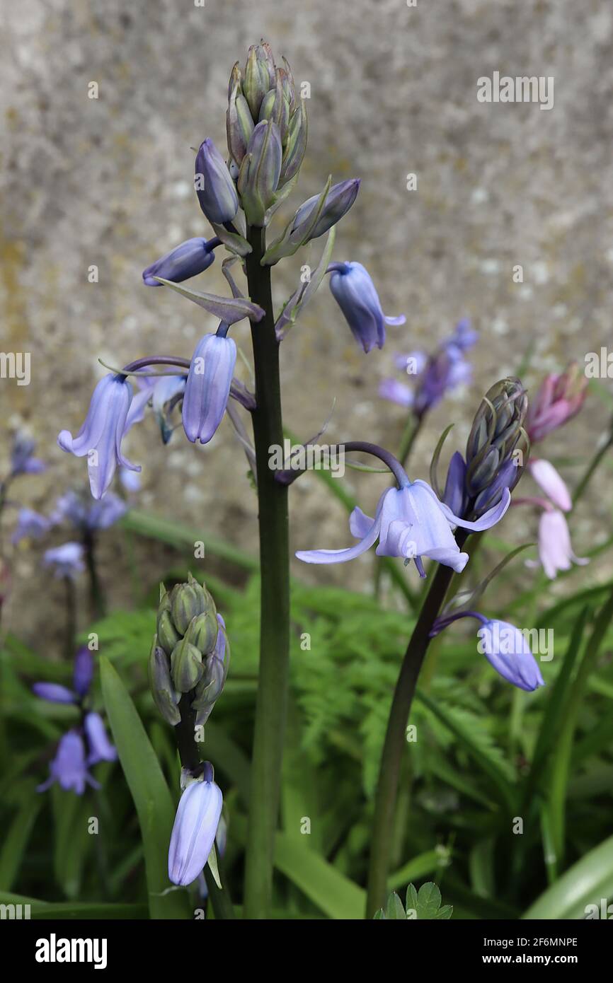Hyacintoides hispanica ‘Excelsior’ Bluebells spagnole – fiori a forma di beel pallido con strisce blu, aprile, Inghilterra, Regno Unito Foto Stock