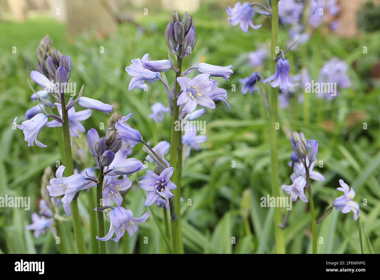 Hyacintoides hispanica ‘Excelsior’ Bluebells spagnole – fiori a forma di beel pallido con strisce blu, aprile, Inghilterra, Regno Unito Foto Stock