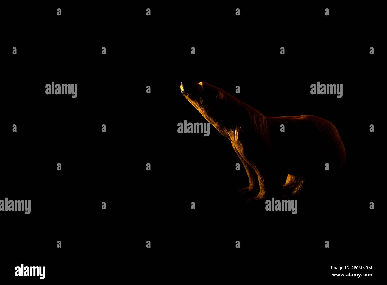 Silhouette animale giocattolo con orso polare in plastica su sfondo nero Foto Stock
