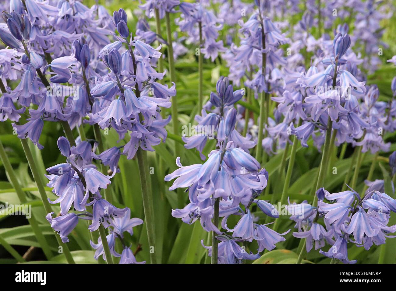 Hyacintoides hispanica ‘Excelsior’ Bluebells spagnole – fiori a forma di beel pallido con strisce blu, aprile, Inghilterra, Regno Unito Foto Stock