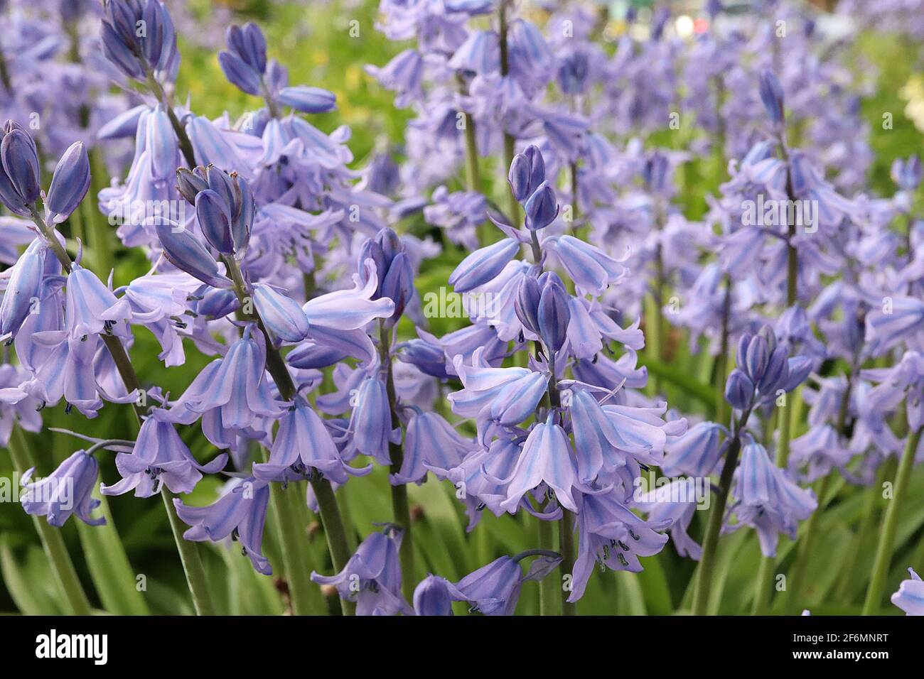 Hyacintoides hispanica ‘Excelsior’ Bluebells spagnole – fiori a forma di beel pallido con strisce blu, aprile, Inghilterra, Regno Unito Foto Stock