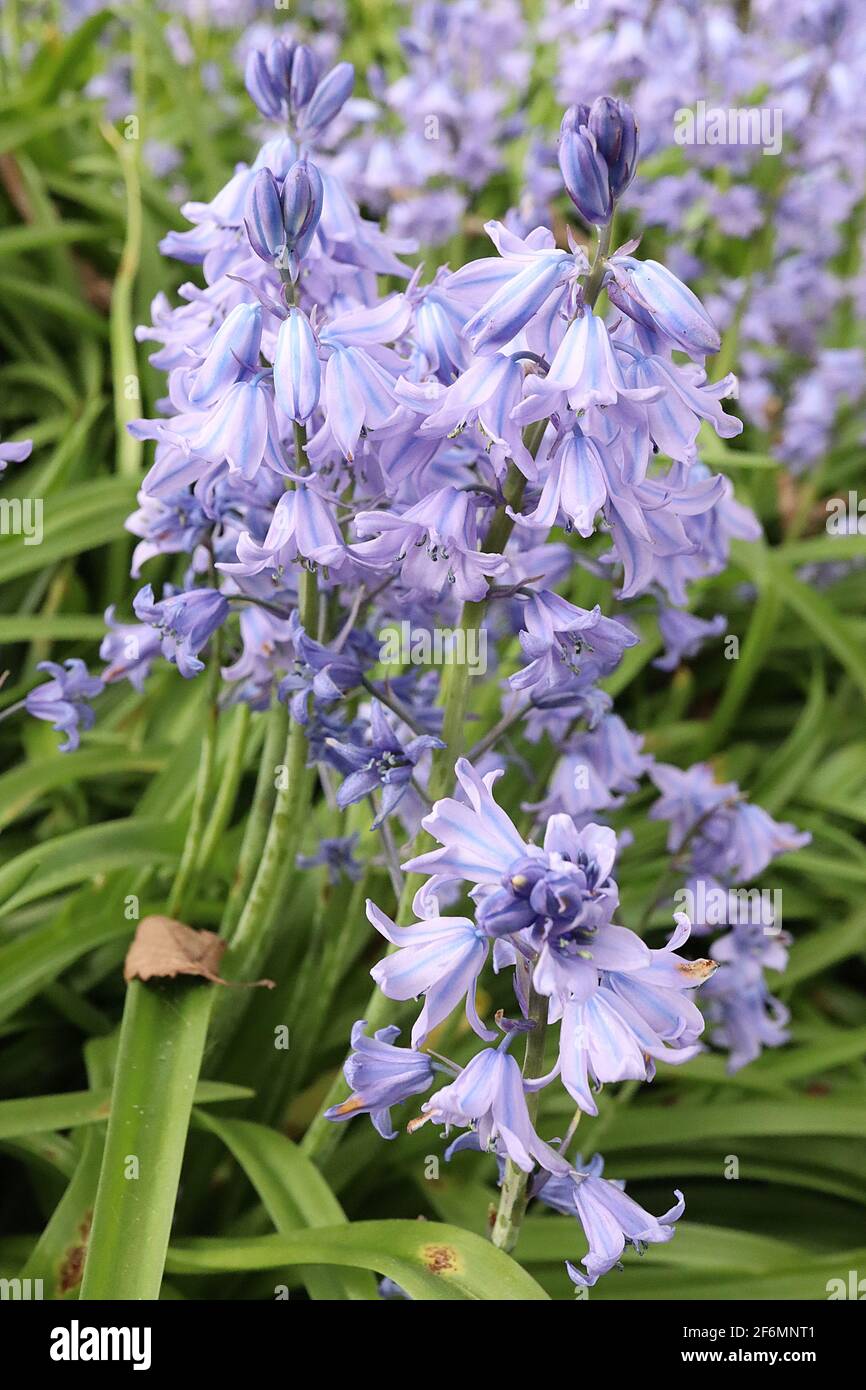 Hyacintoides hispanica ‘Excelsior’ Bluebells spagnole – fiori a forma di beel pallido con strisce blu, aprile, Inghilterra, Regno Unito Foto Stock