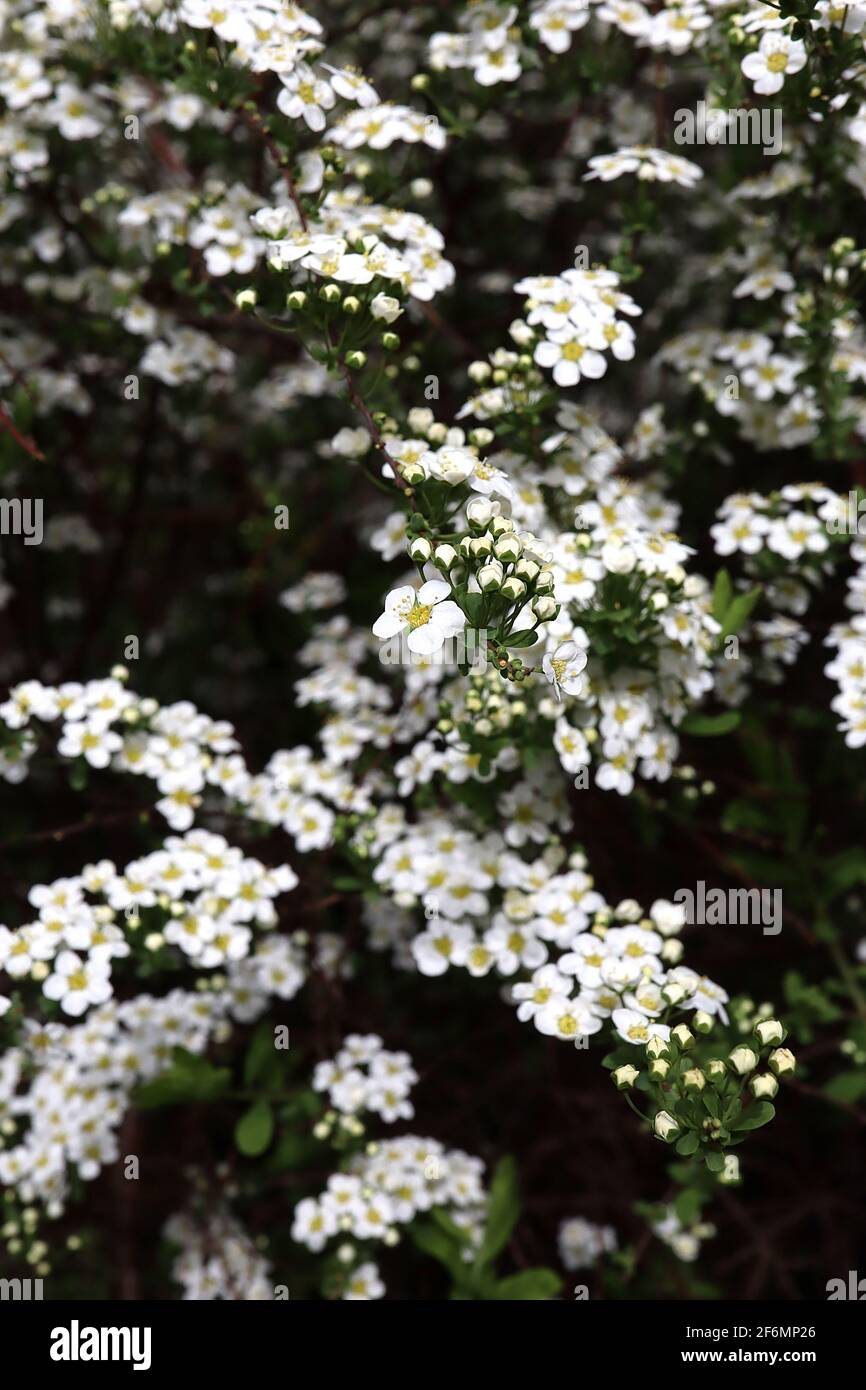 Spiraea x cinerea grefsheim Garland Spiraea – rami arcuati con masse di piccoli fiori bianchi, aprile, Inghilterra, Regno Unito Foto Stock