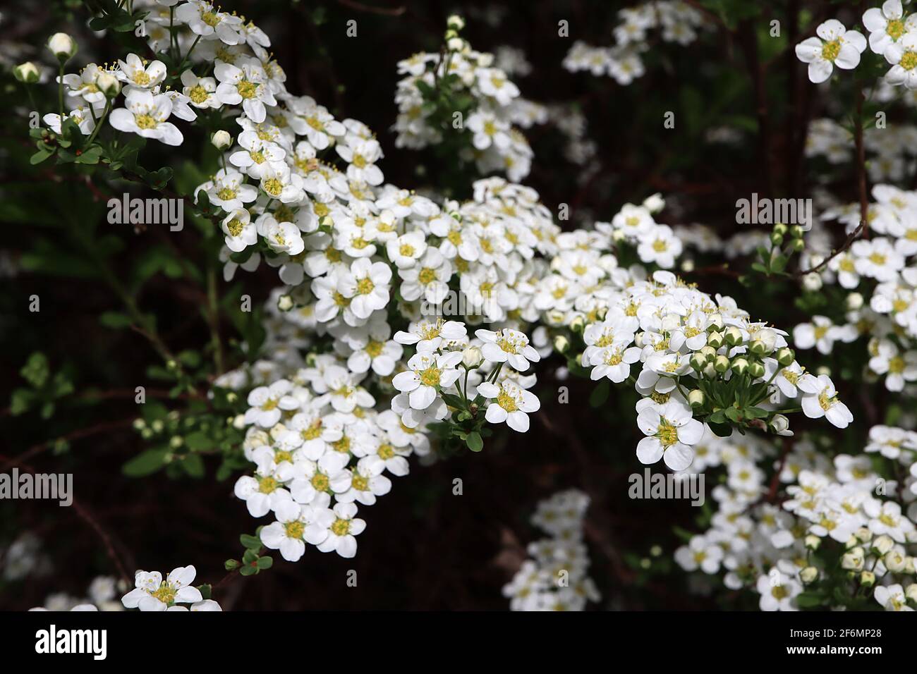 Spiraea x cinerea grefsheim Garland Spiraea – rami arcuati con masse di piccoli fiori bianchi, aprile, Inghilterra, Regno Unito Foto Stock