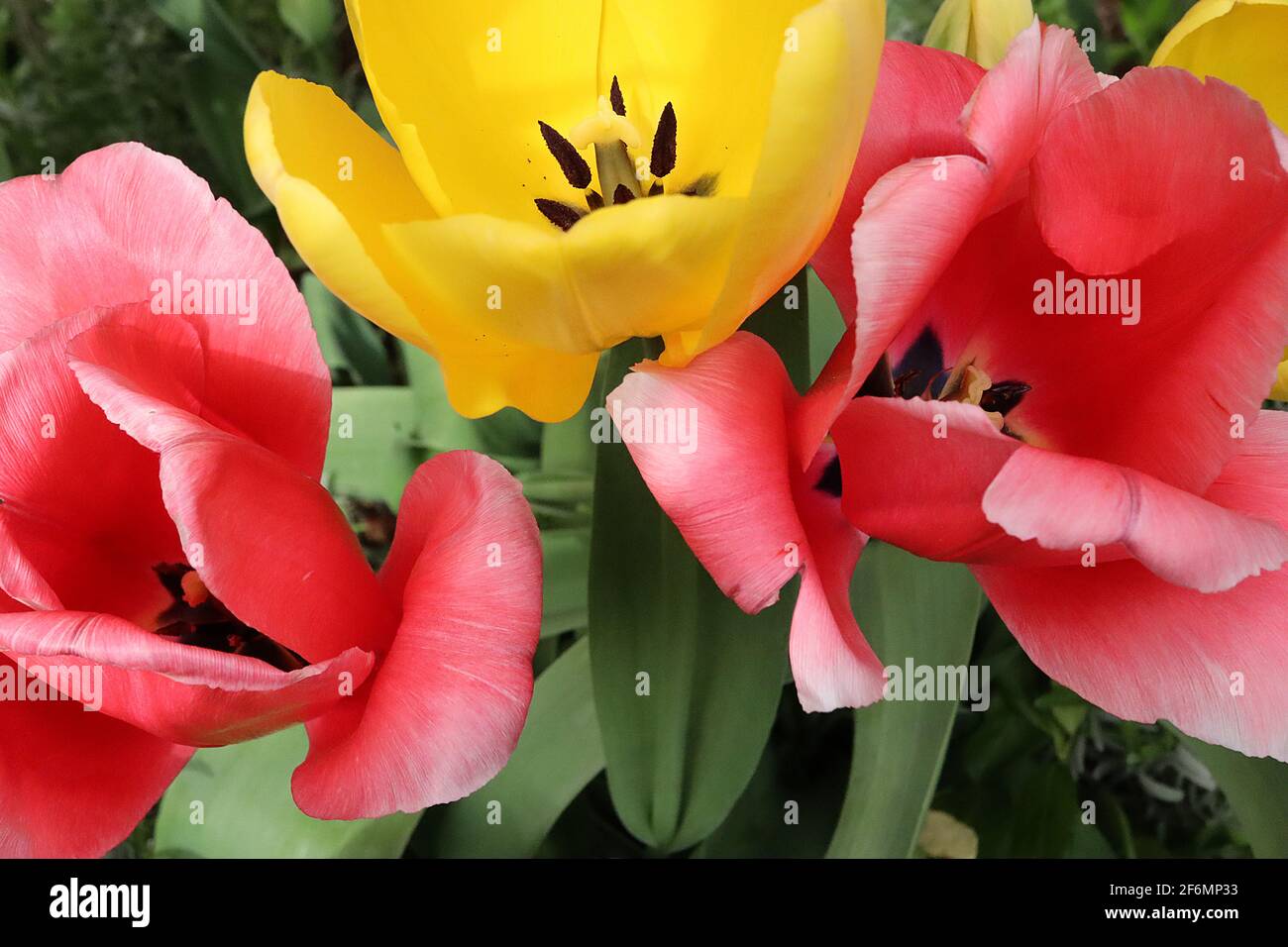 Tulipa / Tulipano ‘Pink Impression’ Tulipa / Tulipano ‘Golden Parade’ Darwin Hybrid 4 tulipani rosa e gialli molto grandi, aprile, Inghilterra, Regno Unito Foto Stock