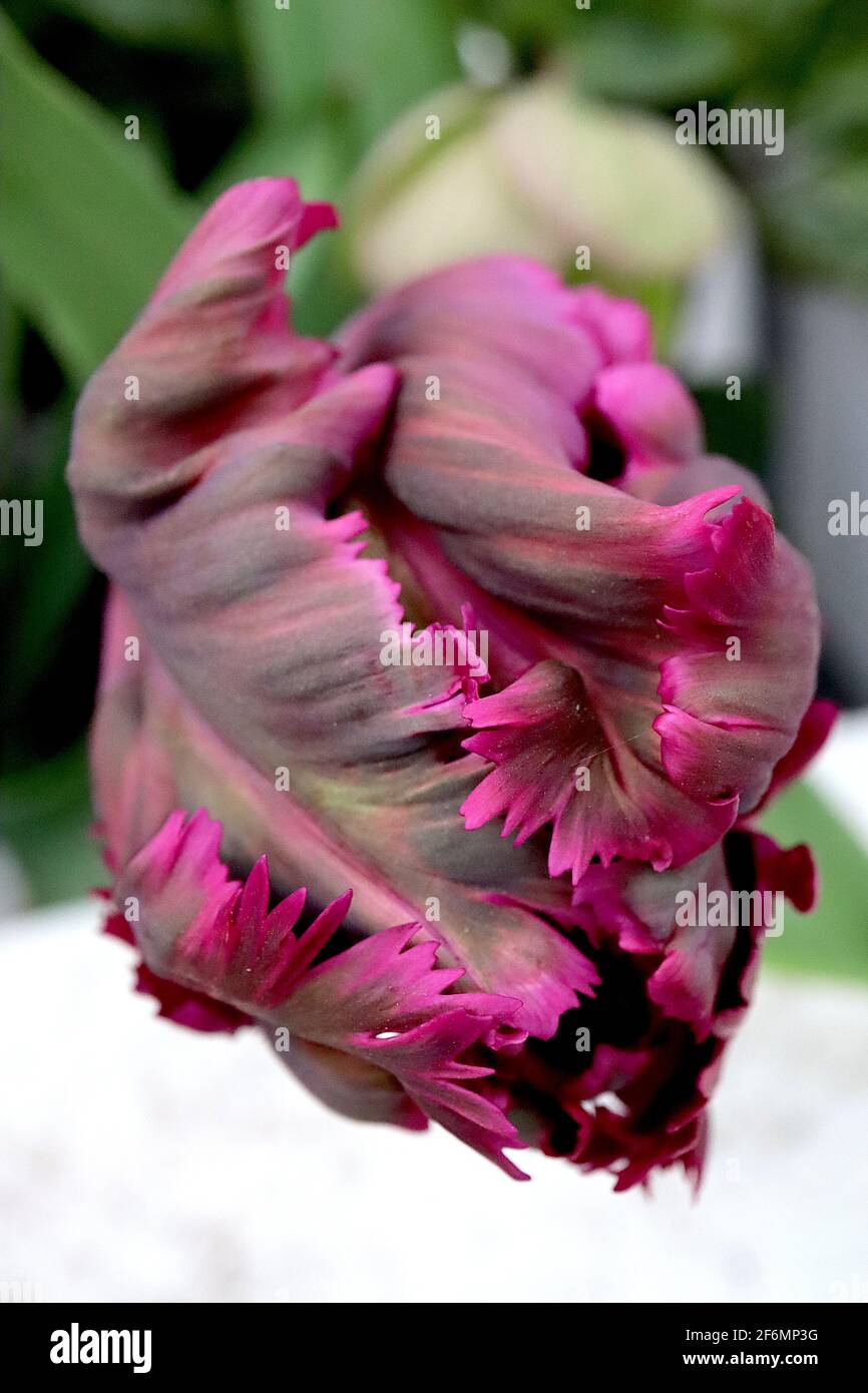Tulipa gesneriana var dracontia ‘Parrot Nero’ Parrot 10 Tulip Parrot Nero - Twisted petali viola nero, margini magenta, fiamme verdi deboli, aprile Foto Stock