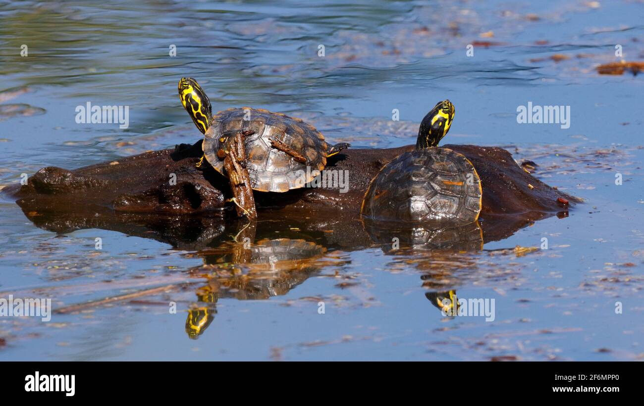 Due giovani slider dal colore giallo, Trachemys scripta scripta, che si fondono su un log in un rifugio. Foto Stock