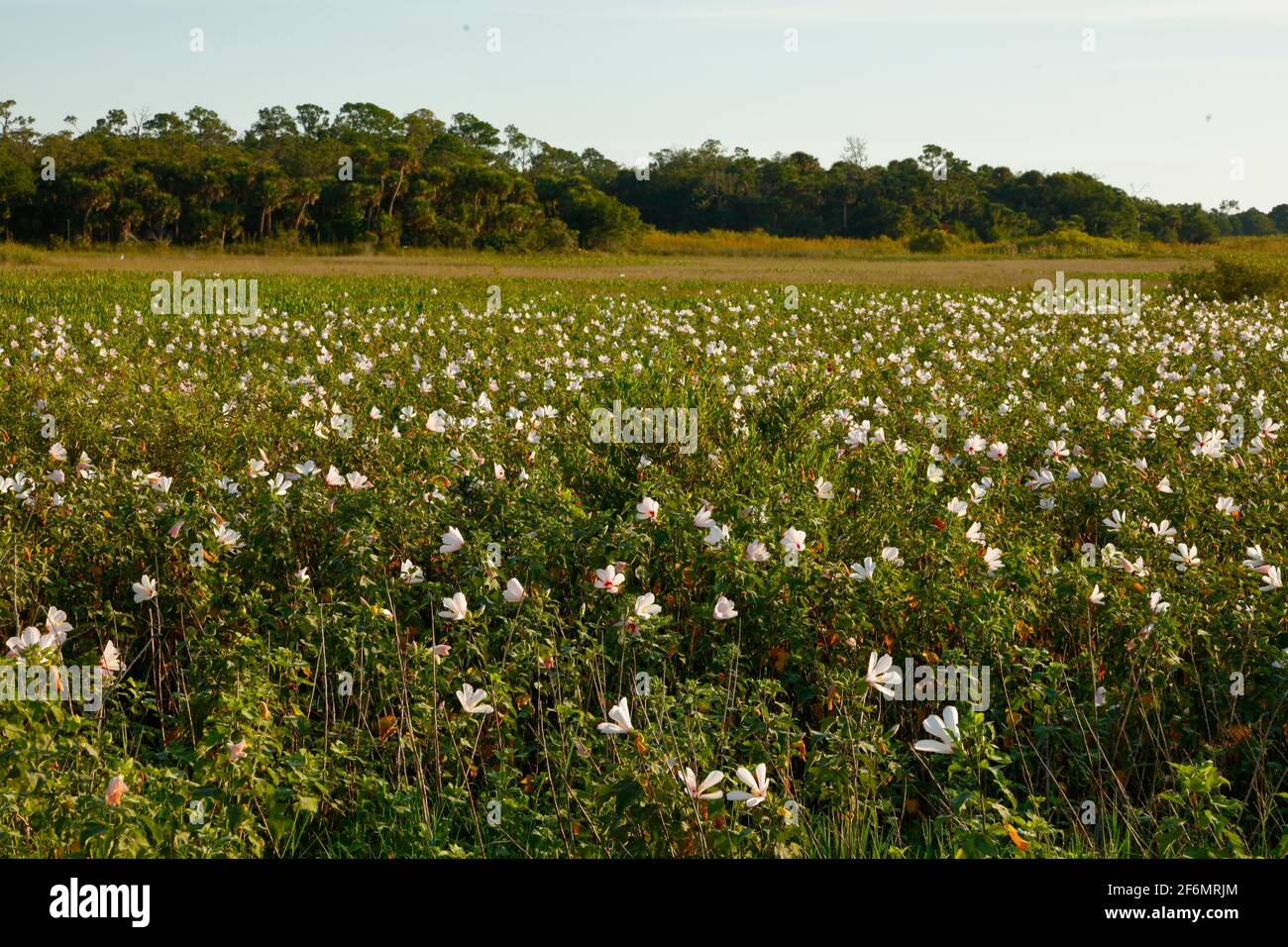 Swamp hibiscus , Hibiscus coccineus, che cresce in una tosse. Foto Stock