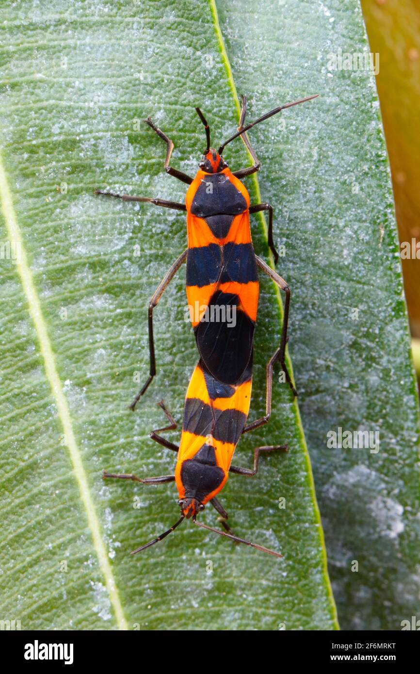 Grandi tazze di Milkweed, Oncopeltus fascciatus, che si accoppiano su una foglia. Foto Stock