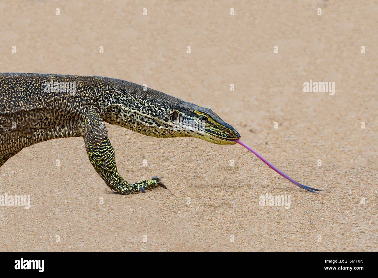 Vista laterale di un Sand Monitor (Varanus Gouldii Gouldii) che colpisce la lingua mentre cammina nella sabbia, Carmila Beach, vicino a Sarina, Queensland, QLD, Aust Foto Stock