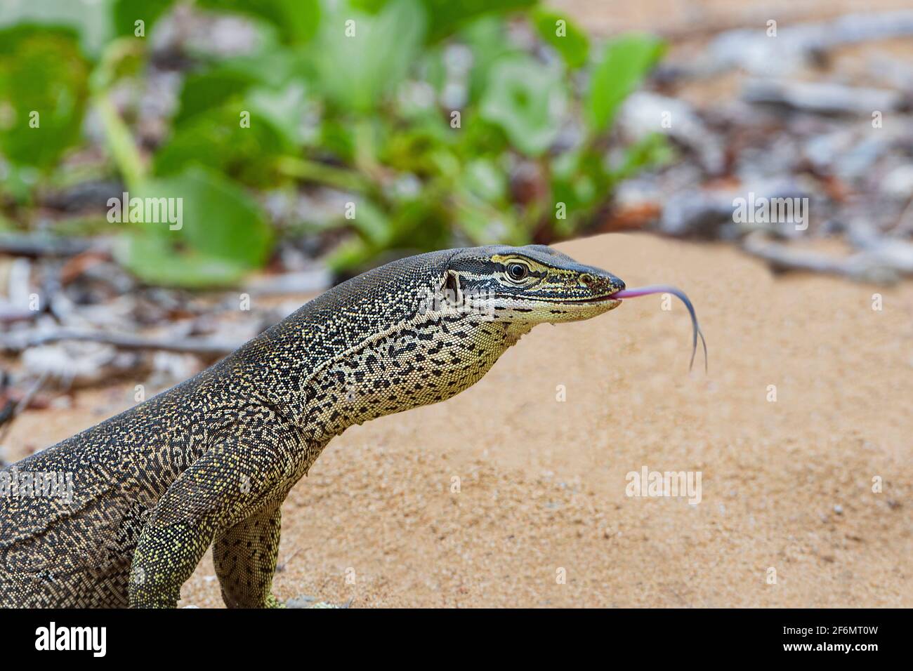 Vista laterale di un Sand Monitor (Varanus Gouldii Gouldii) che colpisce la lingua, Carmila Beach, vicino a Sarina, Queensland, QLD, Australia Foto Stock