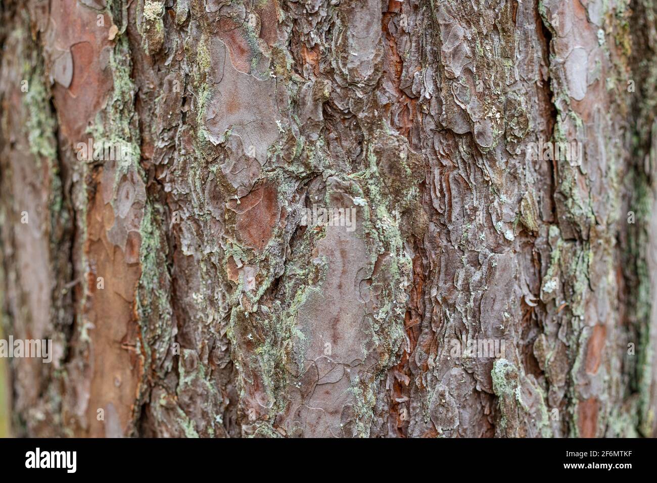 primo piano della macro di texture della pelle di pino Foto Stock