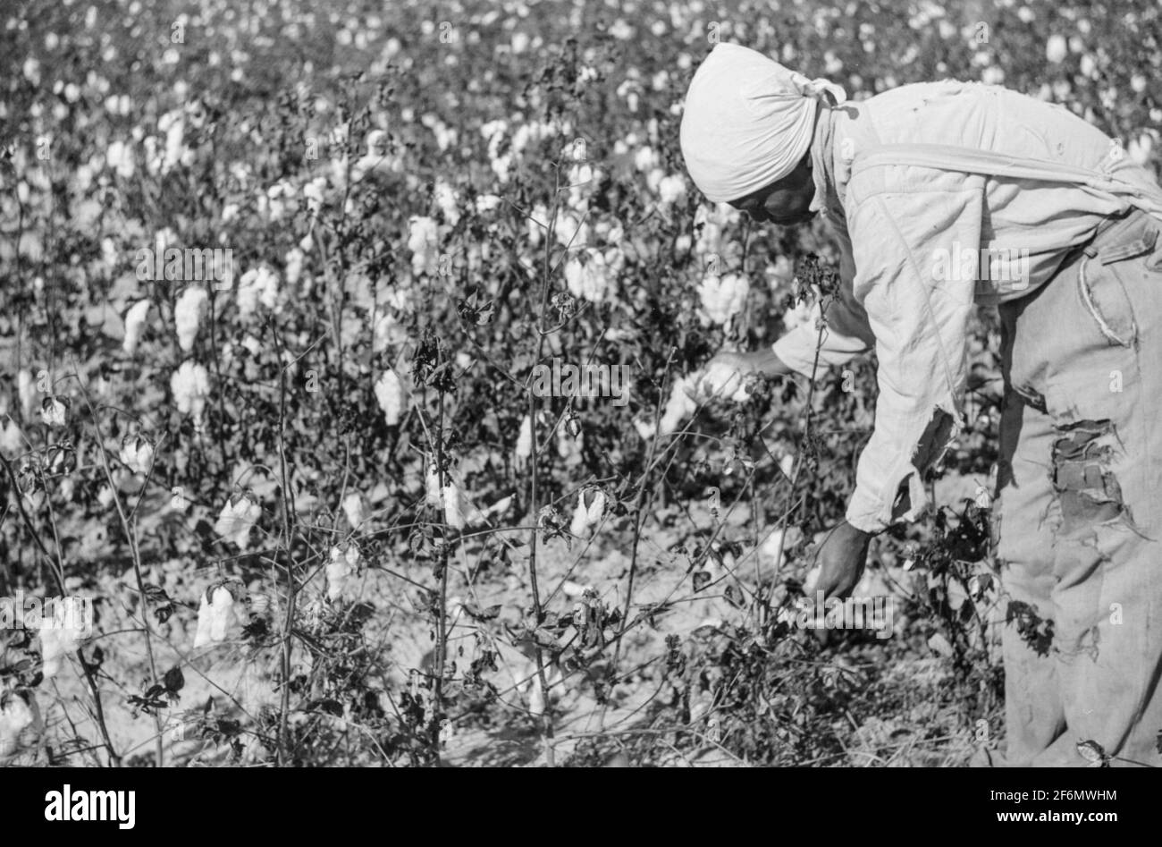 Afroamericani che raccolgono cotone su piantagioni fuori Clarksdale, Delta  del Mississippi, Mississippi. 1939 Foto stock - Alamy