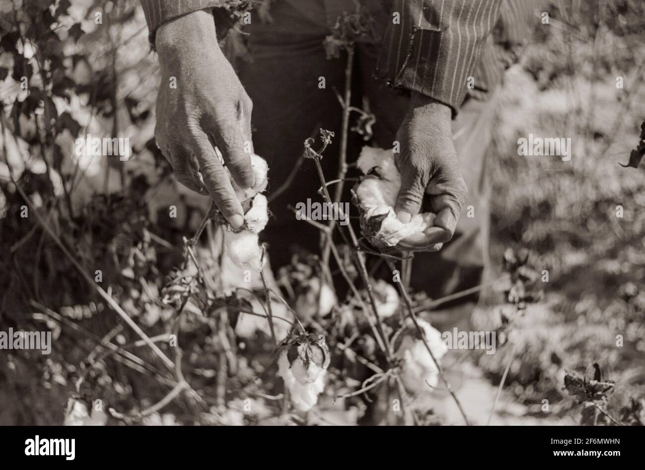 Afroamericani che raccolgono cotone su piantagioni fuori Clarksdale, Delta del Mississippi, Mississippi. 1939. Foto Stock