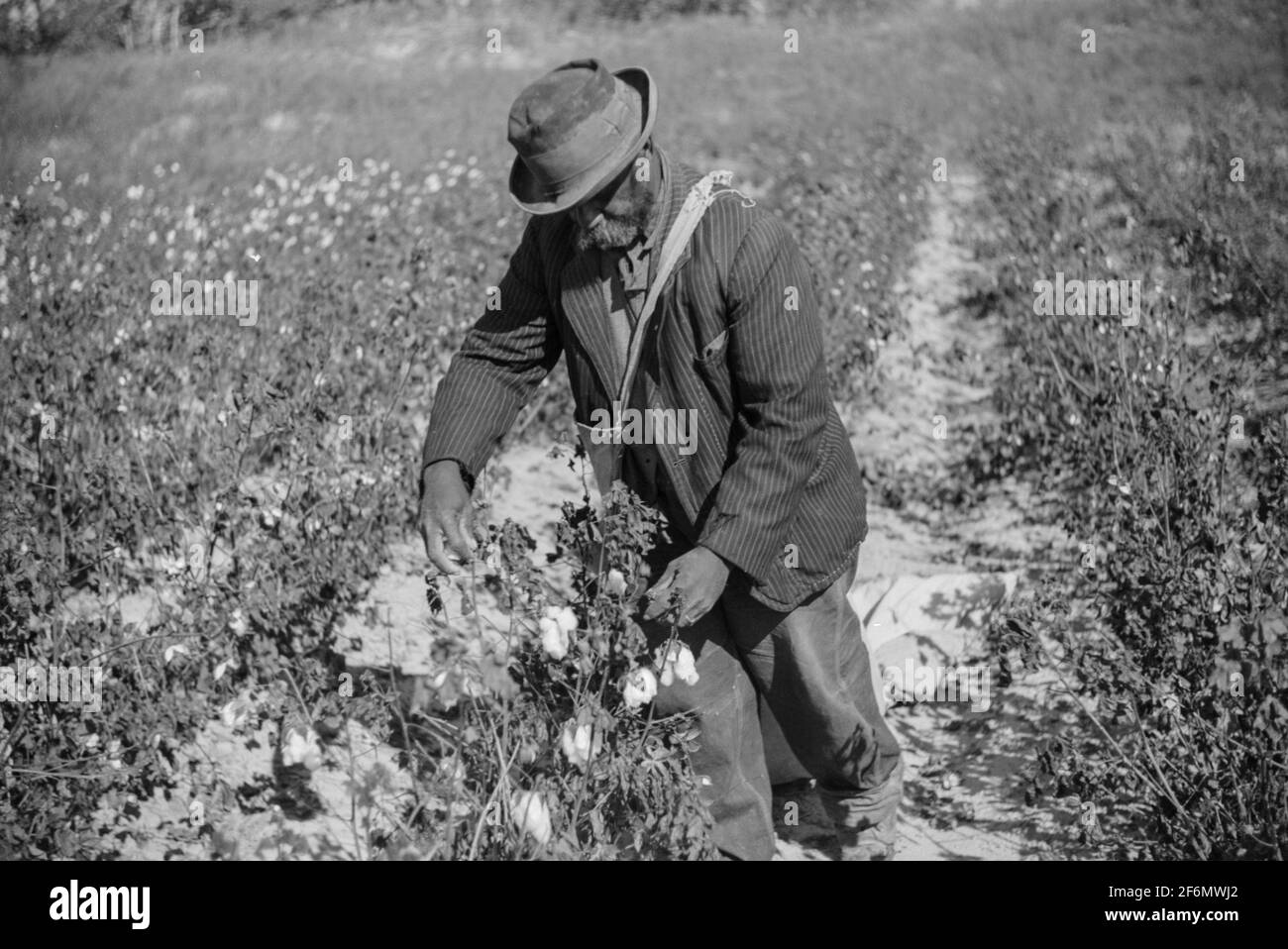 Afroamericani che raccolgono cotone su piantagioni fuori Clarksdale, Delta del Mississippi, Mississippi. 1939. Foto Stock