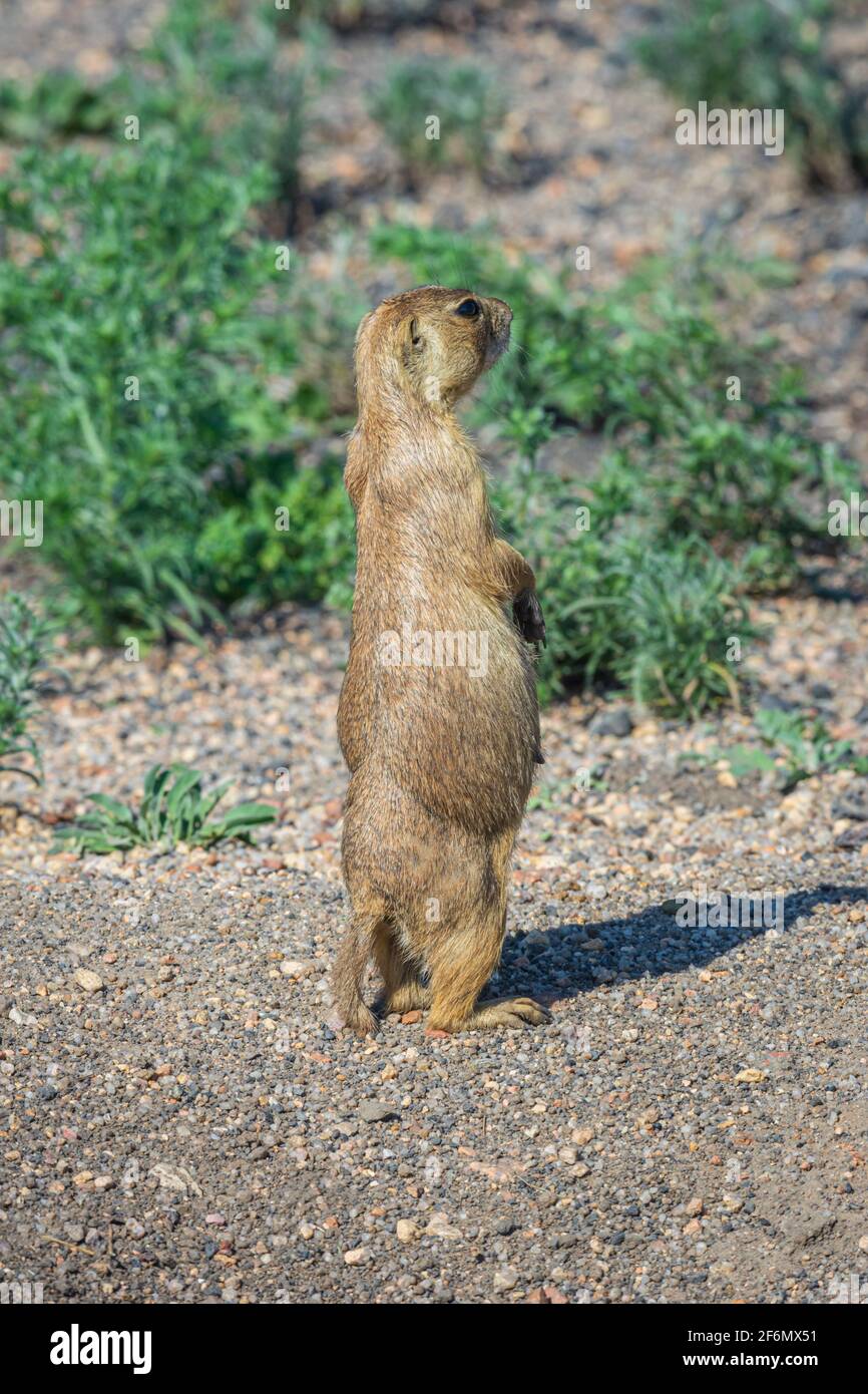 Femmina incinta Gunnison's Prairie Dog (Cynomys gunnisoni) atti allertare a potenziale minaccia predatore vicino al suo burrone, Monument Colorado USA. Foto di luglio. Foto Stock