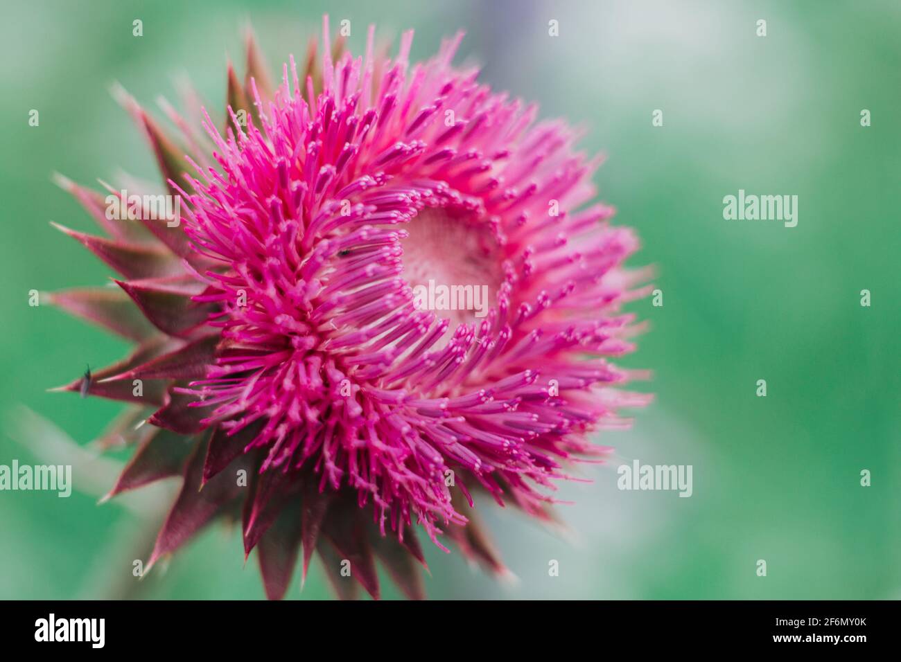 Primo piano di Thistle. Bel fiore viola di tistola. Fiore rosa bordock. Primo piano con il fiore sgranato di Burdock. Piante medicinali in fiore sono il tistolo o il latte Foto Stock