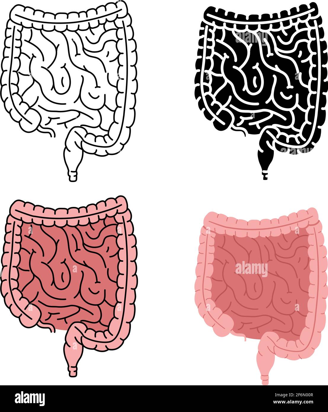 Illustrazione vettoriale dell'intestino umano sano isolata su sfondo bianco Illustrazione Vettoriale