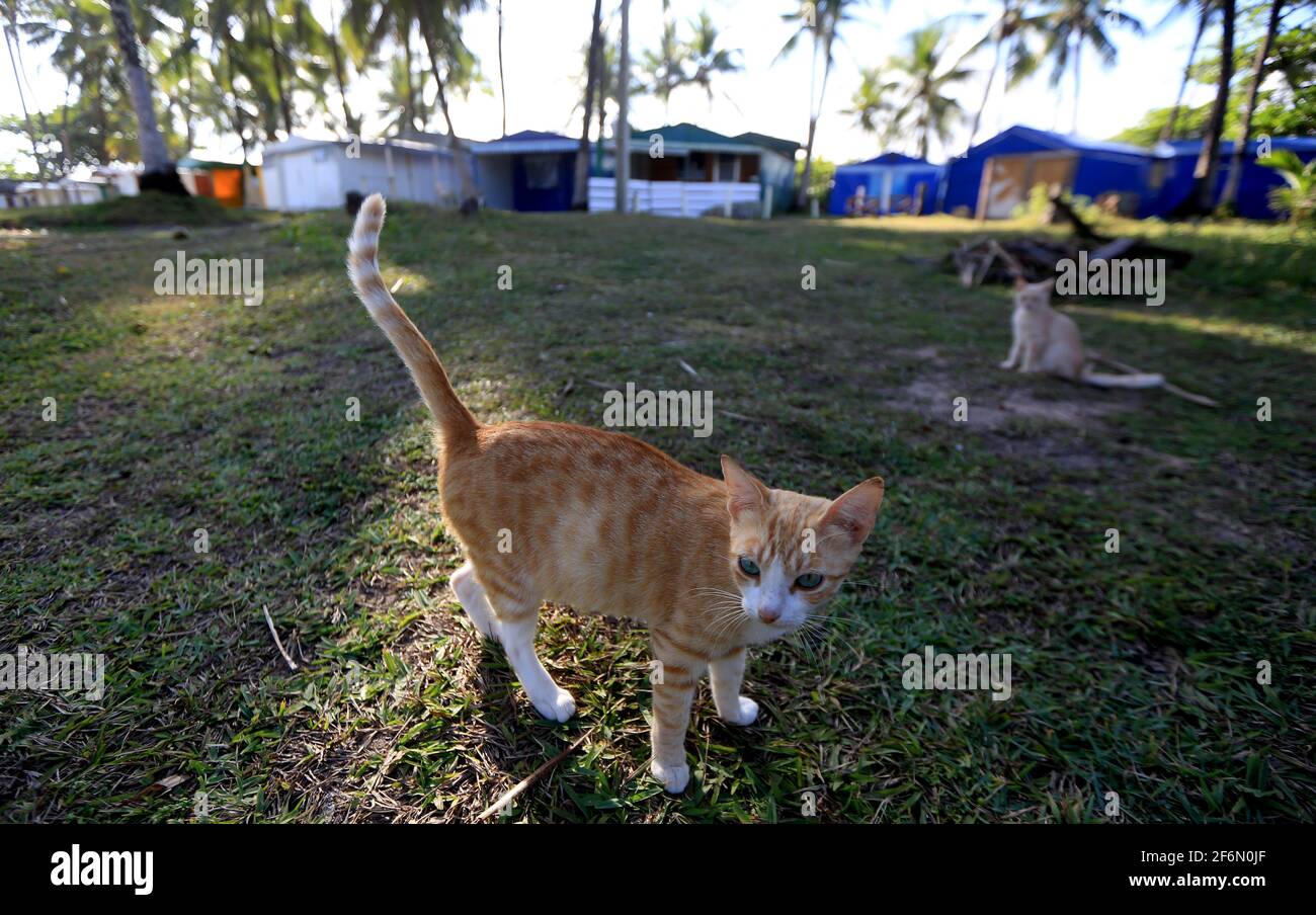 salvador, bahia / brasile - 22 settembre 2015: Un gatto è visto sul  campeggio nel quartiere di Itapua, nella città di Salvador. *** Capti  locale Foto stock - Alamy