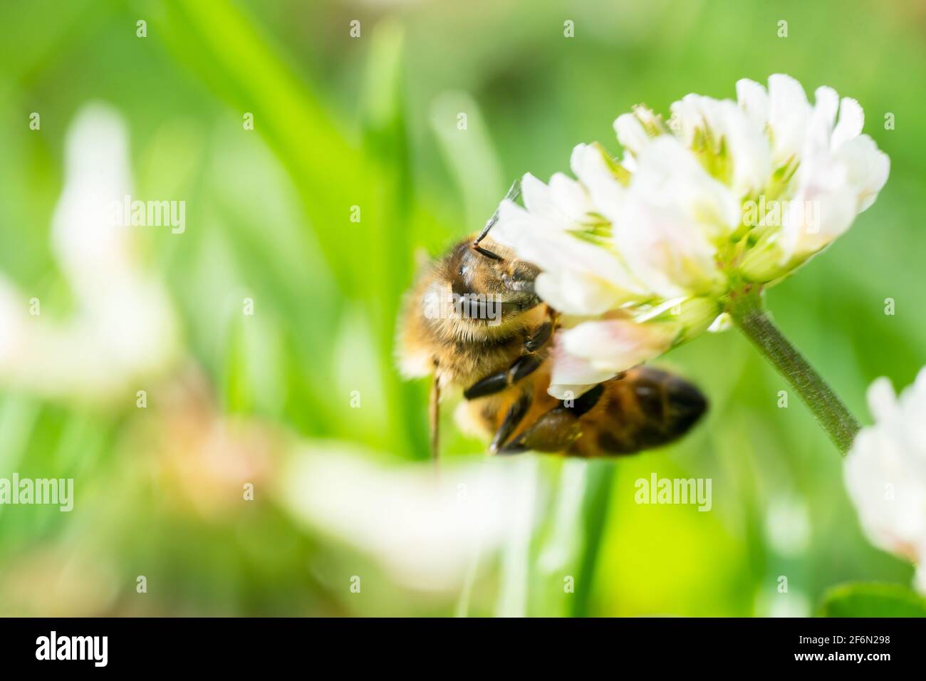 Ape di miele dagli occhi lucidi e soffice appeso su un fiore bianco di trifoglio Foto Stock