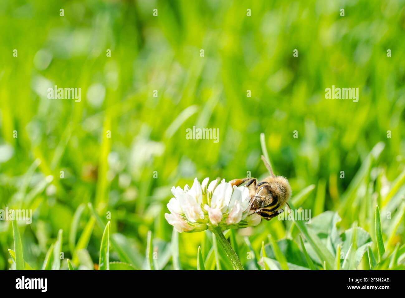 Miele furico ape bere nettare da un fiore bianco trifoglio durante una giornata estiva Foto Stock