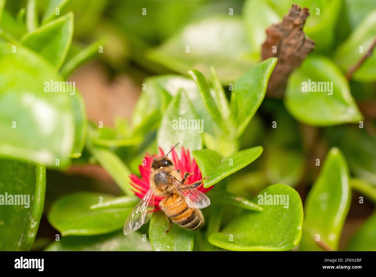 Miele ape bere nettare da un fiore rosso Foto Stock
