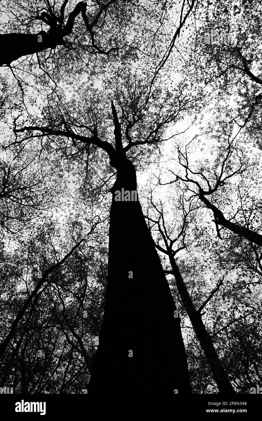 Gli alberi si stagliano contro il cielo al Pokagon state Park Neat Angola, Indiana, USA. Foto Stock