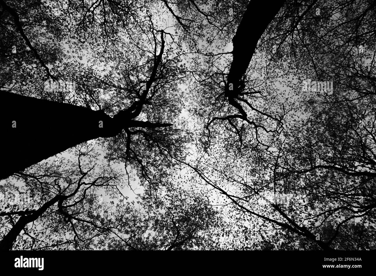 Gli alberi si stagliano contro il cielo al Pokagon state Park Neat Angola, Indiana, USA. Foto Stock