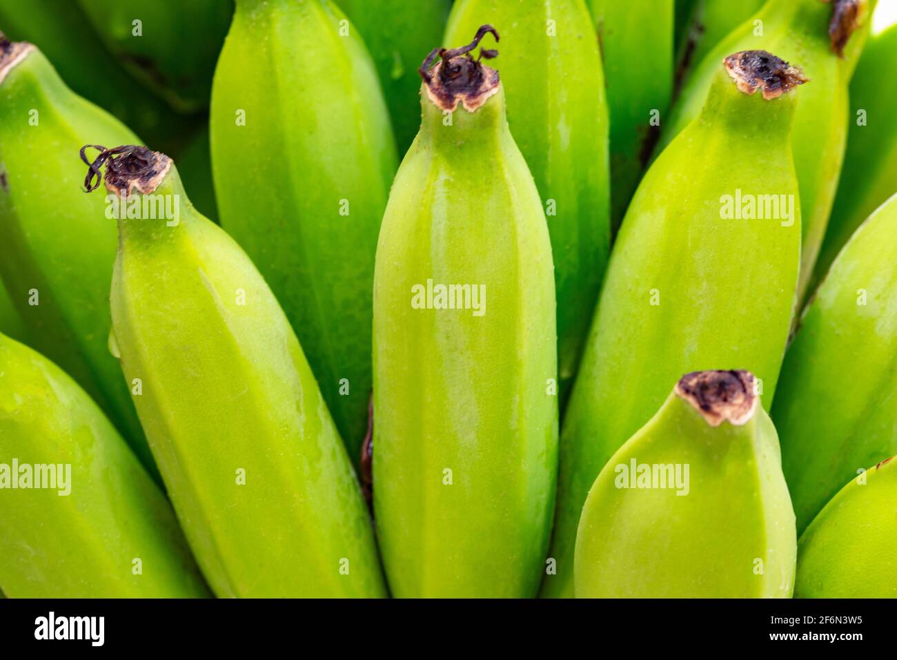 mazzo di grappoli di banane verdi Foto Stock